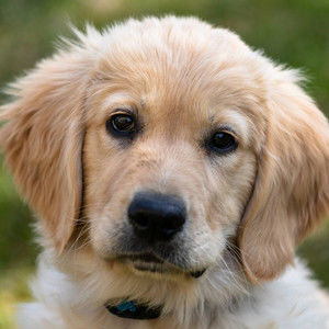 Meet your Posher, Allen